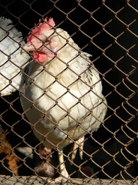 青年球员的 青年球员的