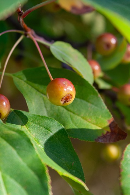 将成为足球 将成为足球